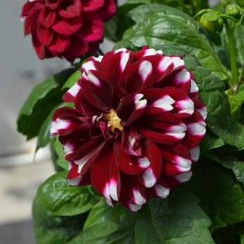 Dahlia Starsister® Crimson Picotee