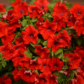 Petunia 'Trailing Red' 