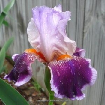 Iris germanica 'Armageddon' 