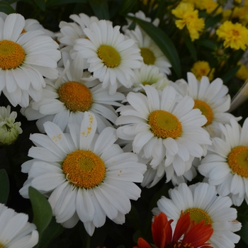 Leucanthemum maximum Sweet Daisy 'Jane'