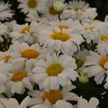 Leucanthemum maximum 'Jane' 