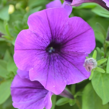 Petunia Potunia 'Cobalt Blue'