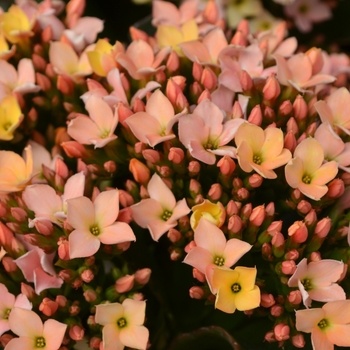 Kalanchoe Calandiva 'Sublime Discodip'