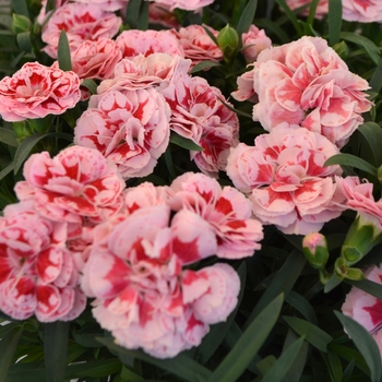 Dianthus 'Sunflor Megan'