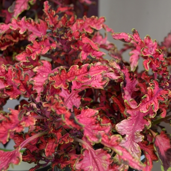 Coleus Under The Sea® 'Pink Reef'