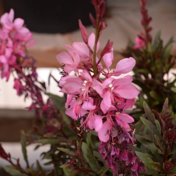 Gaura lindheimeri 'Flamingo Pink' 