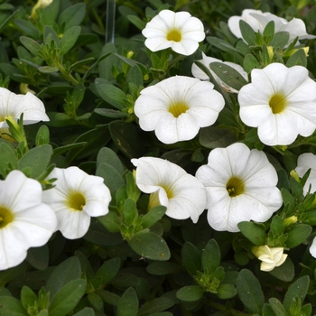 Calibrachoa 'White' 