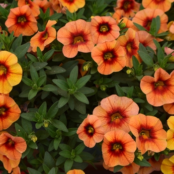 Calibrachoa Unique 'Mango Punch'