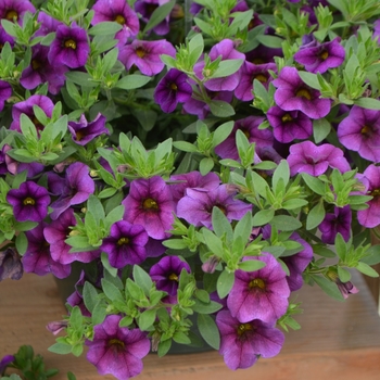 Calibrachoa Unique 'Lilac'