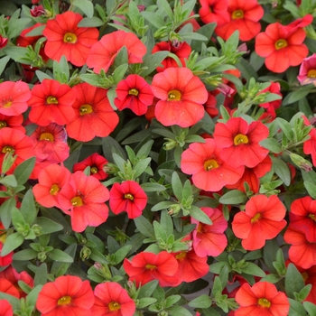 Calibrachoa 'Light Red' 