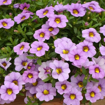 Calibrachoa 'Lavender' 