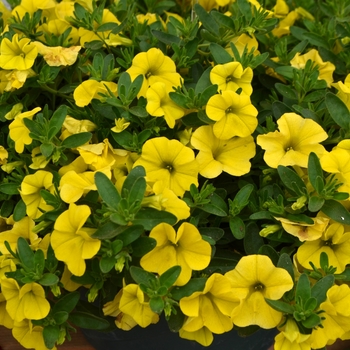 Calibrachoa 'Golden Yellow' 