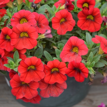 Calibrachoa 'Dark Red' 