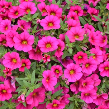 Calibrachoa Unique 'Dark Pink'