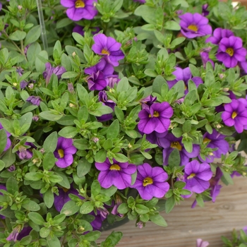 Calibrachoa 'Blue Violet' 