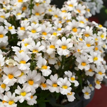 Nemesia 'Little Coconut' 