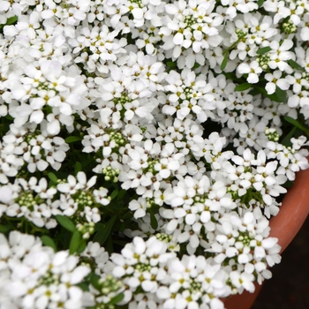 Iberis 'Summer Snow' 