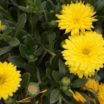 Calendula 'Power Daisy' 