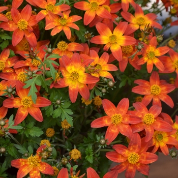 Bidens 'Fire Wheel' KOIBID1346