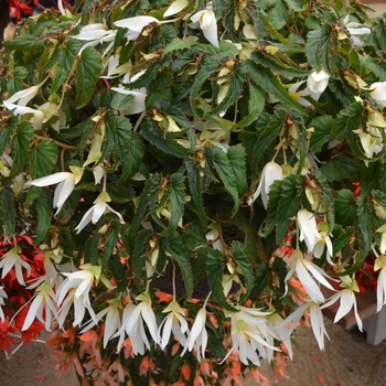 Begonia Summerwings® 'White'