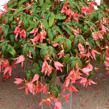Begonia boliviensis 'Pink Elegance' 