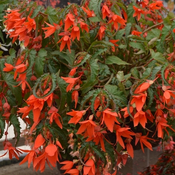 Begonia 'Orange' 