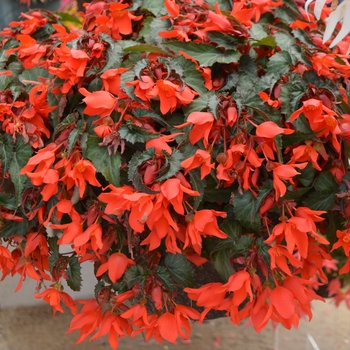 Begonia x tuberhybrida 'Coral Elegance' 