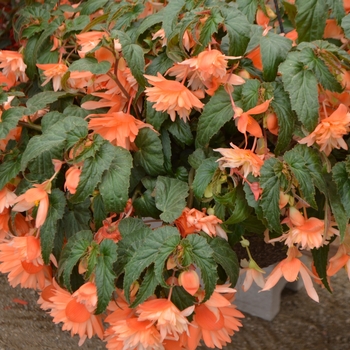 Begonia Belleconia™ 'Soft Orange'
