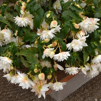 Begonia Belleconia™ 'Snow'