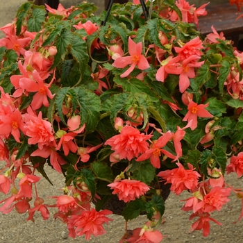 Begonia Belleconia™ Rose