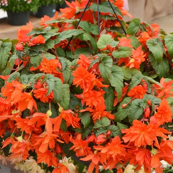 Begonia 'Hot Orange' 