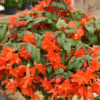 Begonia Belleconia™ Hot Orange