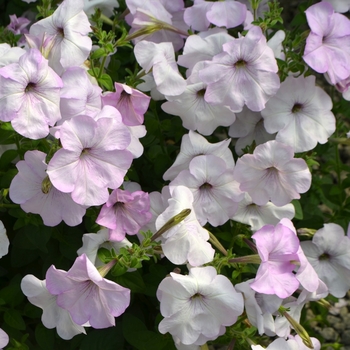 Petunia 'Tickled Blush'