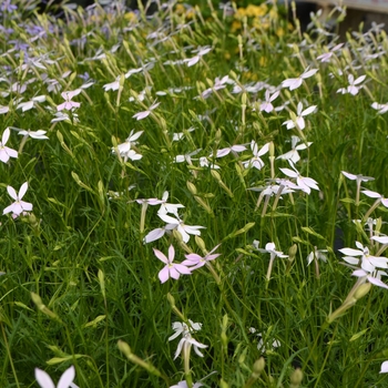 Laurentia 'Avant-garde White'