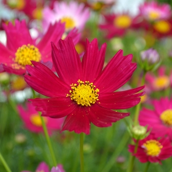 Cosmos bipinnatus 'Hot Pink'