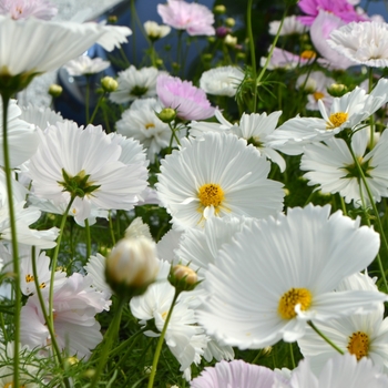 Cosmos bipinnatus 'Cupcakes White'