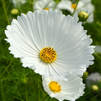 Cosmos bipinnatus 'Cupcakes White' 