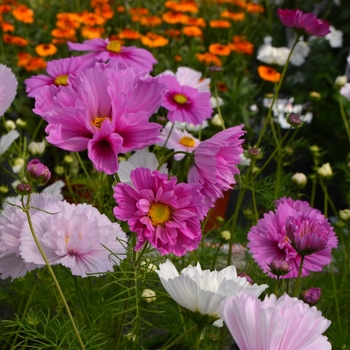 Cosmos bipinnatus 'Cupcakes Mixed' 