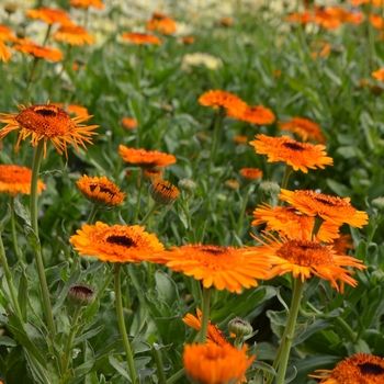 Calendula officinalis 'Crown Orange' 