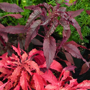 Amaranthus gangeticus 'Molten Fire'