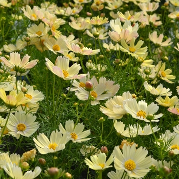 Cosmos bipinnatus 'Lemonade' 