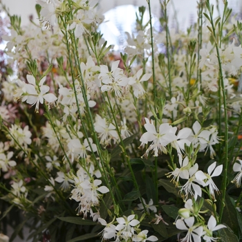 Gaura lindheimeri 'Graceful White' 