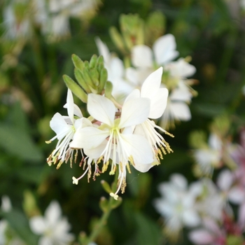 Gaura lindheimeri 'Graceful White'