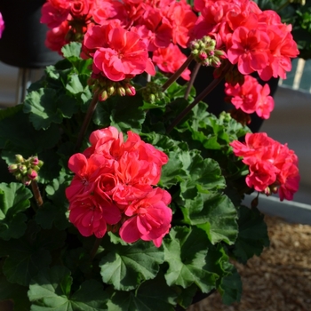 Pelargonium x hortorum 'Savannah Punch'