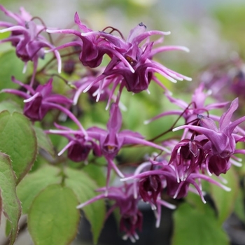 Epimedium grandiflorum 'Pierre's Purple' 