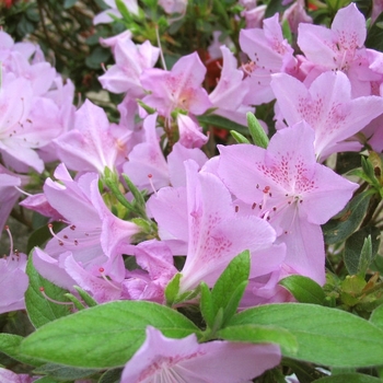 Rhododendron 'Mildred' 