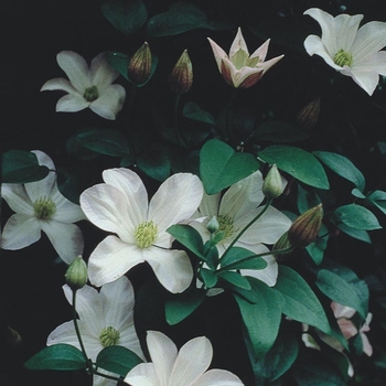 Clematis 'Huldine' 