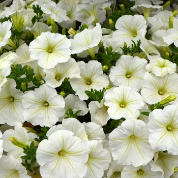 Petunia 'White' 