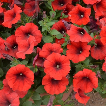 Petunia 'Fireglow' 