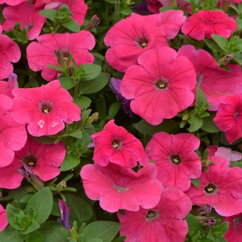 Petunia 'Pink' 